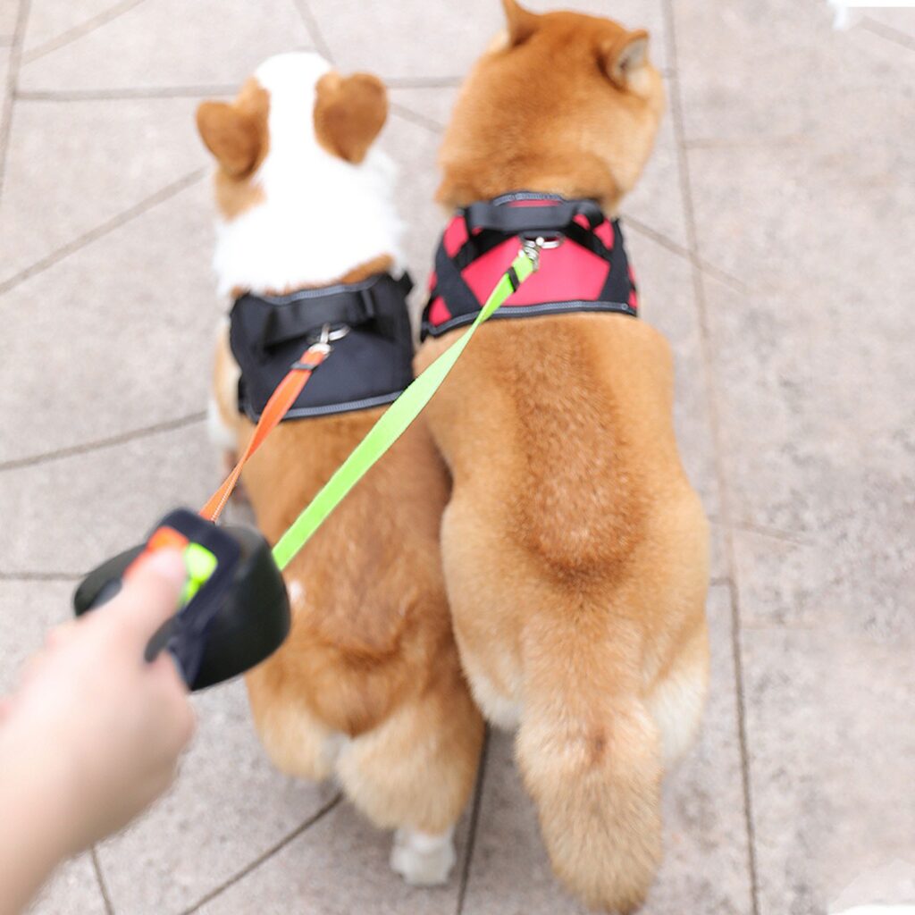 double laisse retractable pour animaux chiens